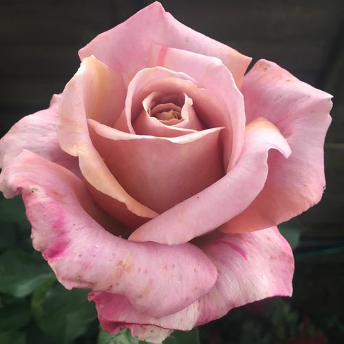 John Ford - Ruža - Simply Gorgeous™ - 